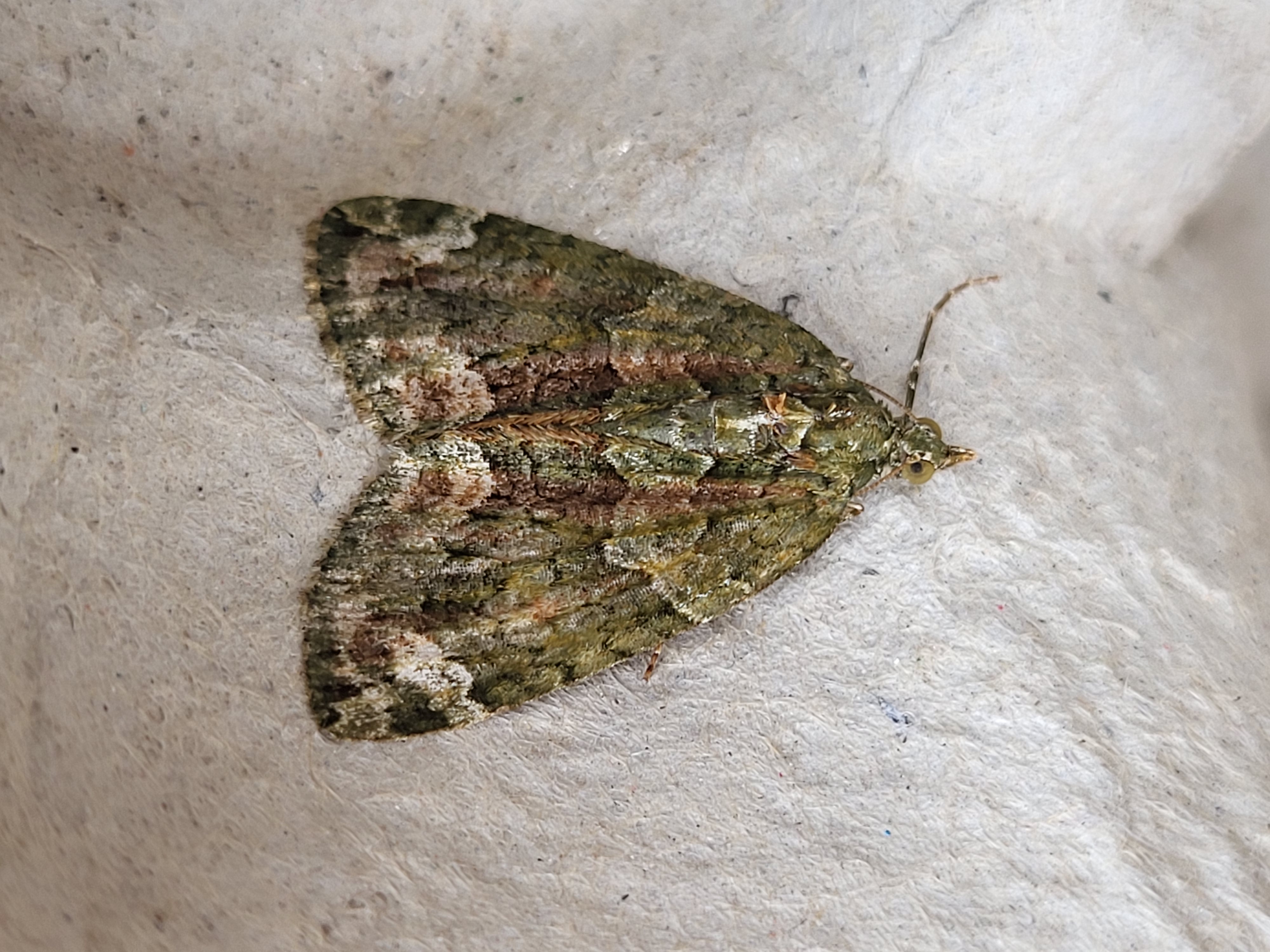 Photo of Red-green Carpet (Chloroclysta siterata)